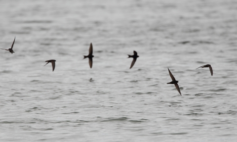 Action for swifts | Herts and Middlesex Wildlife Trust