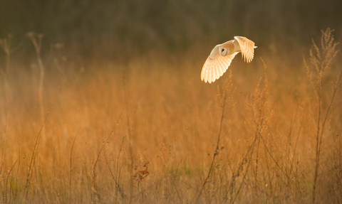 Barn owl