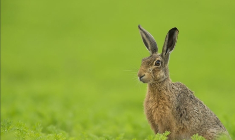 Brown Hare in field