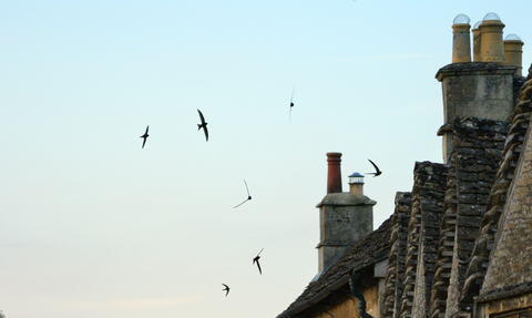 Silhouetted Swifts at sunset flying above old brick houses