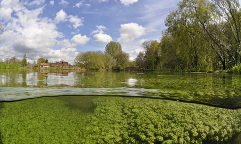 A view of a Chalk River taken from in the water so that you can see below the surface in the bottom third of the photo. In the distance you can see the river's smooth surface and lush green banks dotted with trees and further away is a red brick village.