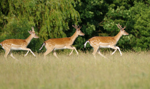 three deer