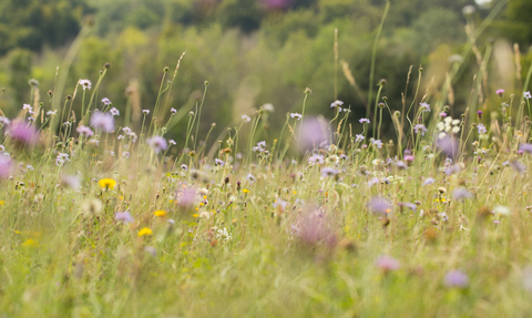 A close up of grasses and flowers in a meadow