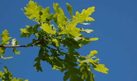 Oak leaves against a blue sky