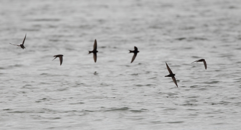 What's the difference between swifts, swallows and martins? | Herts and ...