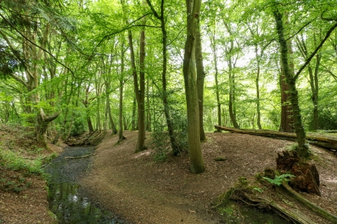 Gobions Wood | Herts and Middlesex Wildlife Trust