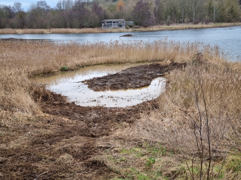 Mangaging the Vital Reedbed Habitat at Amwell Nature Reserve | Herts ...