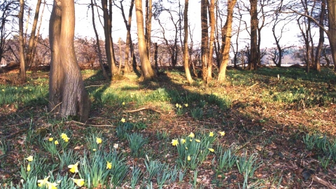 Stocking Springs Wood Nature Reserve