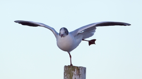 Black headed gull