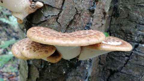 Dryad's Saddle