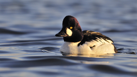 Male goldeneye duck