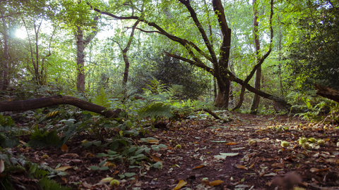 Old Park Wood