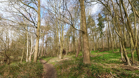 Astonbury Wood