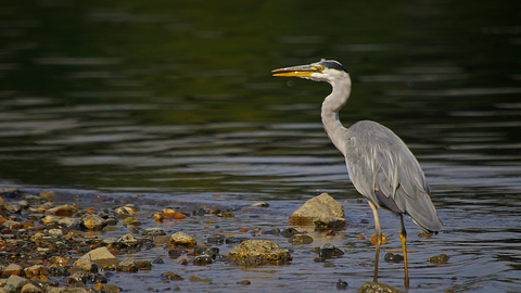 A grey heron standing on the stony margin of a river