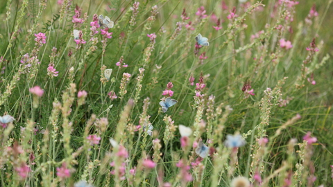 Chalk grassland and Chalkhill Blues at Hexton Chalk Pit