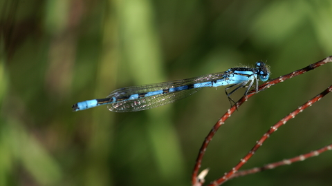 Common Blue Damselfly perched on a twig in dappled sunlight