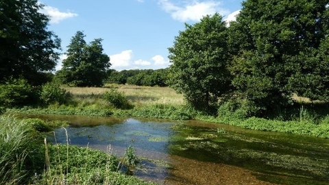 The clear waters of river Mimram on a sunny day, there are water plants in the river and there is vegetation on the banks. In the background is a meadow extending into the distance and a couple of trees against a blue sky.