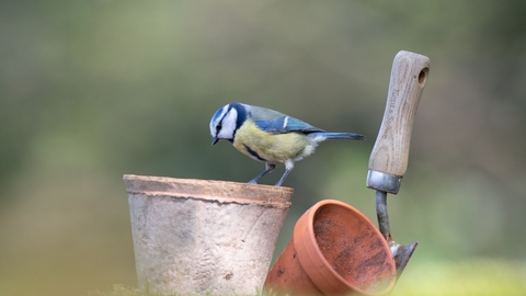 Blue Tit