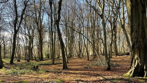 Astonbury Wood Nature Reserve