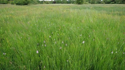 Orchids at Blagrove Common