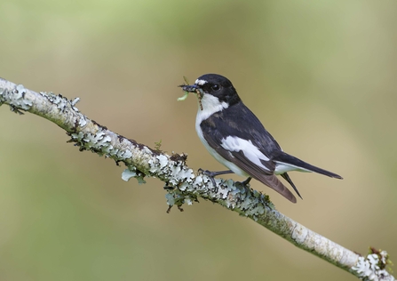 Pied flycatcher male