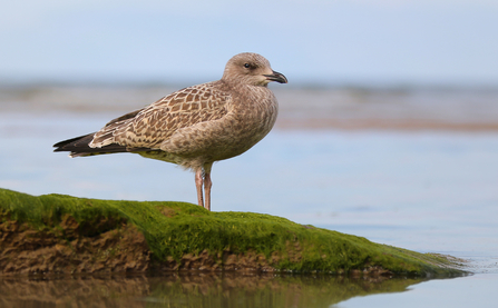 Herring Gull juvenile