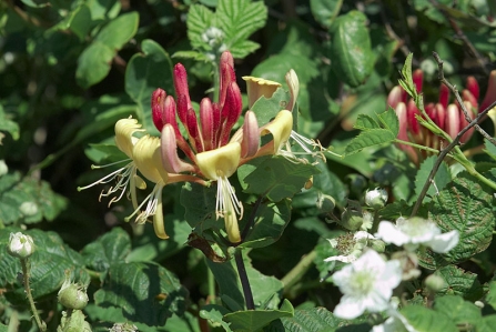 Honeysuckle