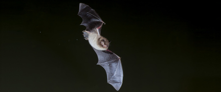 Daubenton's bat