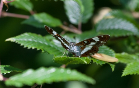 White admiral butterfly