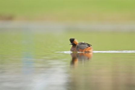 Black-necked grebe