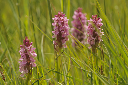 Southern marsh orchid