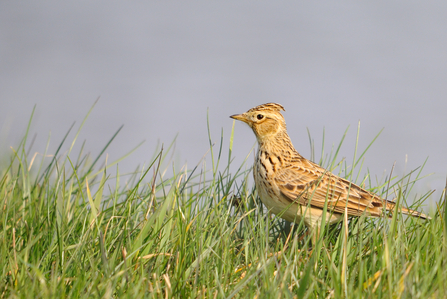 Skylark