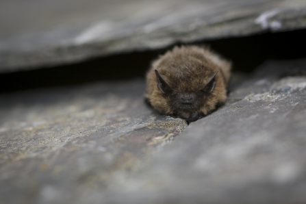 Common pipistrelle bat