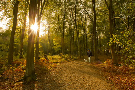 Dog walking through woodland