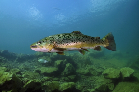 Living Rivers | Herts and Middlesex Wildlife Trust