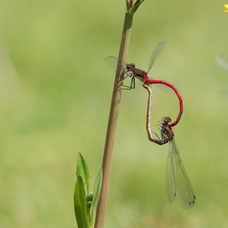 Large red damselfly