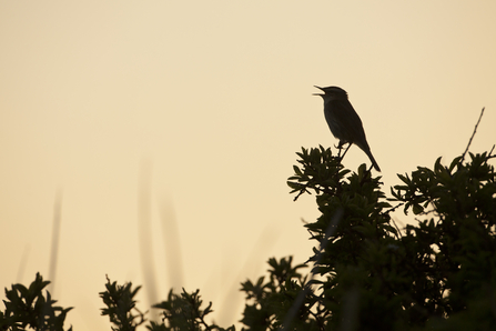 Dawn Chorus Bird