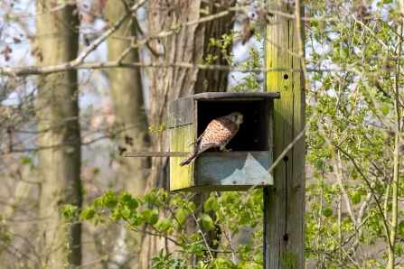 Female Kestrel at Nestbox