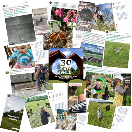 30 Days Wild Collage