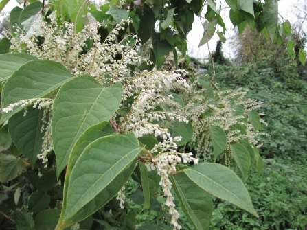 Japanese knotweed