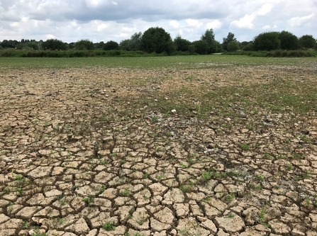 Dry pond at King's Meads