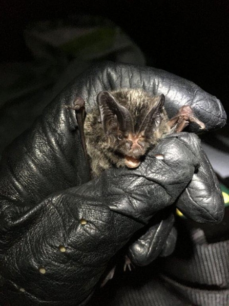 Barbastelle bat in hand