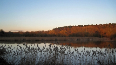 Bittern pool at Amwell Nature Reserve