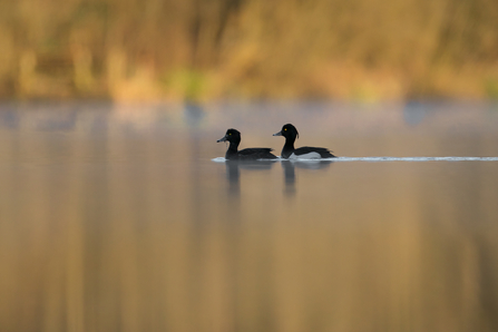 Tufted ducks