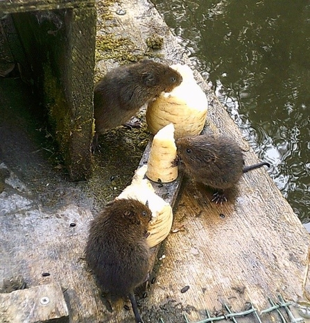 Water voles nibbling on parsnips