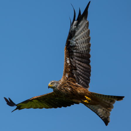 Britain's largest bird of prey the white-tailed eagle set to