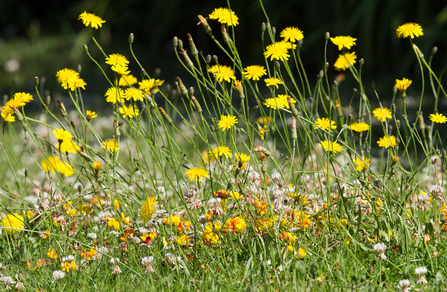 Mini meadow (c) Tim Hill