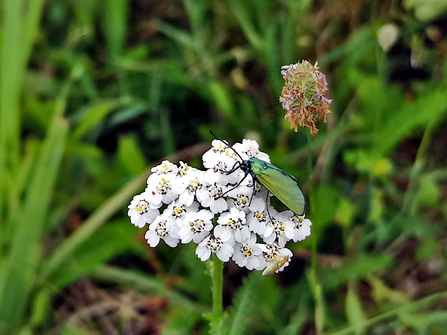 Forester moth at Maple Cross