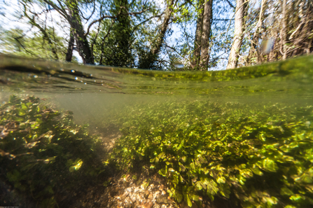 River Mimram (C) Peter Tatton