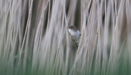 Reed Warbler